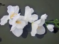 100_9669.jpg